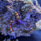 Stenopus tenuirostris - Crevette à rostre bleu
