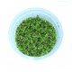Azolla Caroliniana