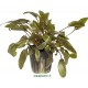 Cryptocoryne Wendtii Brown Tropica