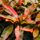 Cryptocoryne Florida Sunset - Plante d'aquarium rare et colorée