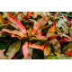 Cryptocoryne Florida Sunset - Plante d'aquarium rare et colorée