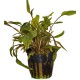 Cryptocoryne Wendtii Mi Oya Tropica
