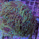 Euphyllia glabrescens Dragon Soul 5-7 têtes  -  Corail dur à grands polypes LPS
