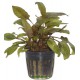 Cryptocoryne Wendtii Tropica