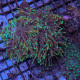 Euphyllia glabrescens Dragon Soul 5-7 têtes  -  Corail dur à grands polypes LPS