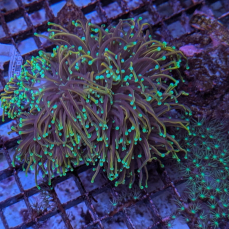 Euphyllia glabrescens Dragon Soul 5-7 têtes  -  Corail dur à grands polypes LPS