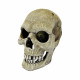 REPTO DECO HUMAN SKULL XL - Décoration reptiles