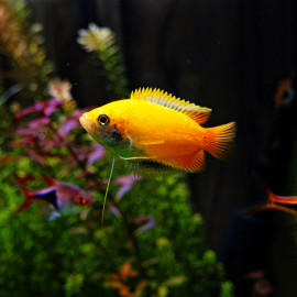 Trichogaster (Colisa) chuna gold - Gourami miel