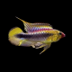Apistogramma wilhelmi var Parana