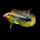 Apistogramma wilhelmi var Parana