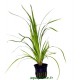 Cyperus Helferi Tropica
