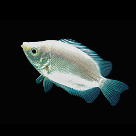 Helostoma temminckii - Gourami Embrasseur