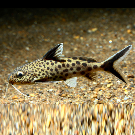 Synodontis Multipunctatus - Coucou du Tanganyika