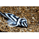Hypancistrus zebra L046 4-5cm