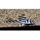 Hypancistrus zebra L046 4-5cm