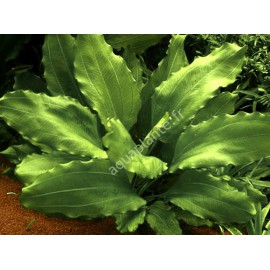 Echinodorus Aquatica Tropica