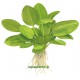 Echinodorus Aquatica Tropica