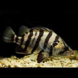 Perche tigre argentée - Datnioides polota 4-5cm