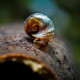 Escargots (Planorbarius corneus) 90ml - Nourriture vivante