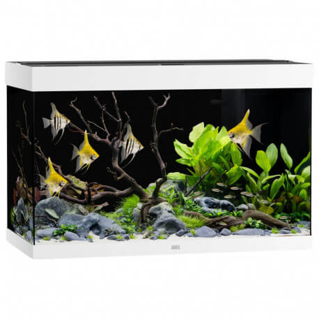 Aquarium Juwel Rio 290 LED Blanc - Aquarium équipé