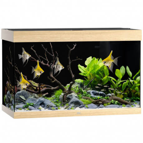 Aquarium Juwel Rio 290 LED Chêne clair - Aquarium équipé