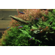 YOKUCHI Gen BG microéléments 400 ml - Engrais liquide aquarium
