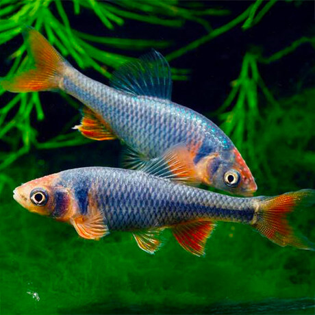 ides melanotes Bleu 7-10cm 017 ide