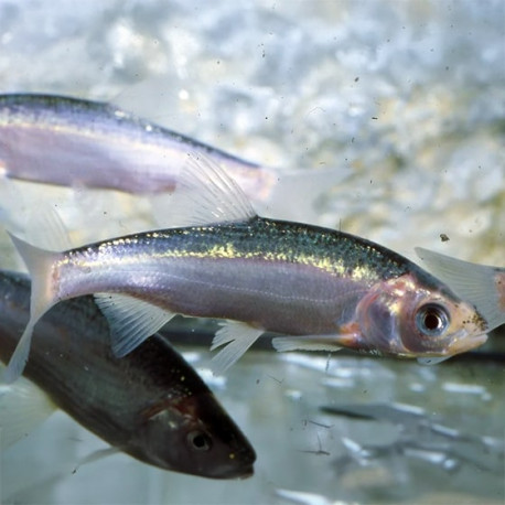 Ide Bleu (Leuciscus idus) – poisson de bassin