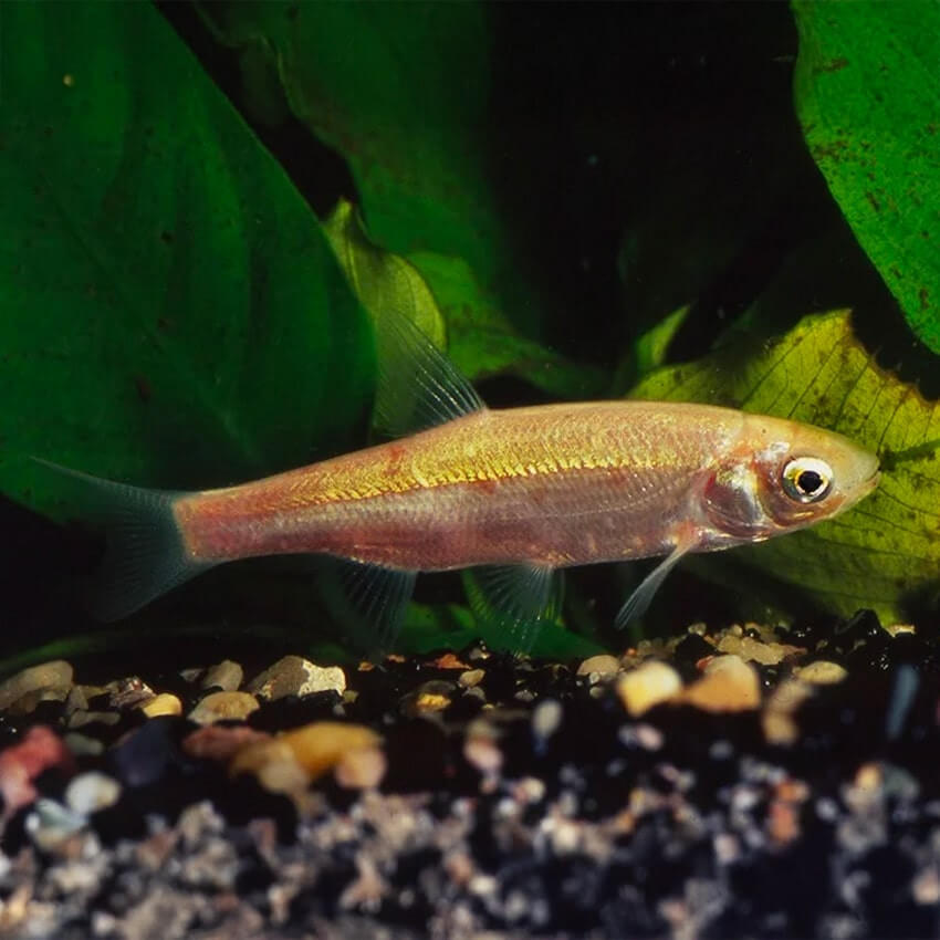 poisson de bassin