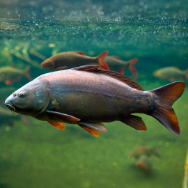 Cyprinus carpio - Carpe Mirroir Commune - Poisson de bassin