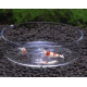 Aquaplante Coupelle ronde en verre AQ-CV - Coupelle de nourrissage