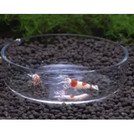 Aquaplante Coupelle ronde en verre AQ-CV - Coupelle de nourrissage