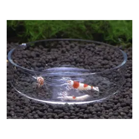 Aquaplante Coupelle ronde en verre AQ-CV - Coupelle de nourrissage