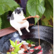 Chat pêcheur Noir 4cm - Décoration pour bord d'aquarium