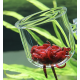 Aquaplante Red worm Feeder en verre - Distributeur nourriture