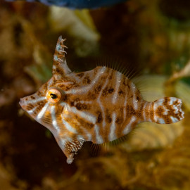 Acreichthys radiatus - Poisson-lime à rayons