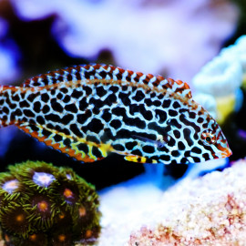 Macropharyngodon meleagris - Labre tacheté à points noirs