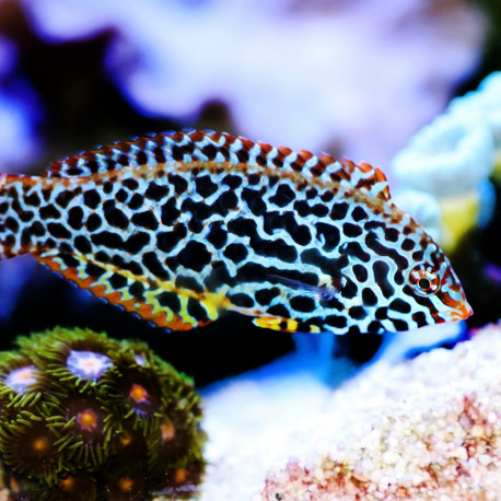 Macropharyngodon meleagris - Labre tacheté à points noirs