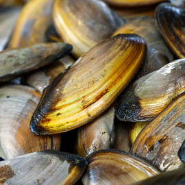 Pilsbryoconcha sp. - Moule d'eau douce tropicale