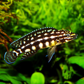 Neolamprologus pulcher "daffodil" - Cichlidé jonquille