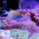 Amblyglyphidodon ternatensis - Demoiselle de Ternate