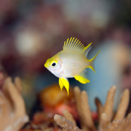Amblyglyphidodon ternatensis - Demoiselle de Ternate
