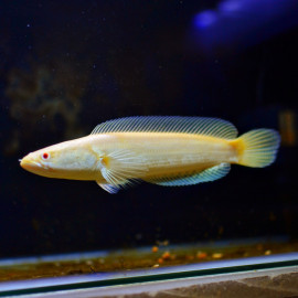 Channa stewartii S - Tête de Serpent 5-6cm