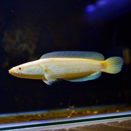 Channa stewartii S - Tête de Serpent 5-6cm
