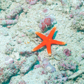 Fromia Pacifica - Étoile de mer du Pacifique
