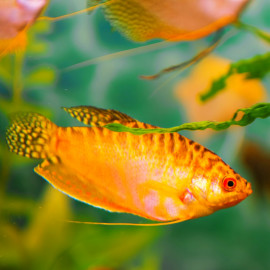 Trichogaster Trichopterus - Gourami Gold