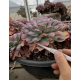 Aquaplante Pince Fine Courbe 30cm - pince aquascaping