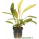 Echinodorus Red Diamond Tropica