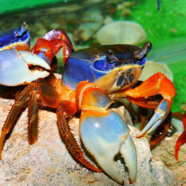 Cardisoma armatum - Crabe tricolore terrestre XL