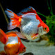 Carassius auratus Ryukin - Poisson japonais mix